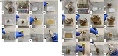 Protocol for a Sepsis Model Utilizing Fecal Suspension in Mice: Fecal Suspension Intraperitoneal Injection Model